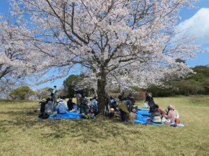 鏡山の桜の写真